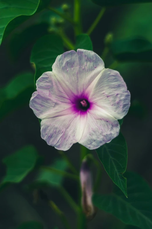 a flower is in the middle of green leaves