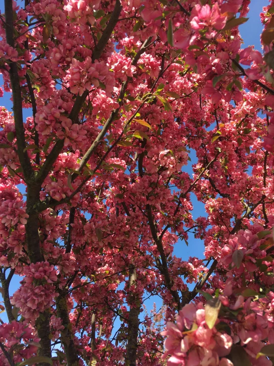 a flowering tree on a clear day with blue sky