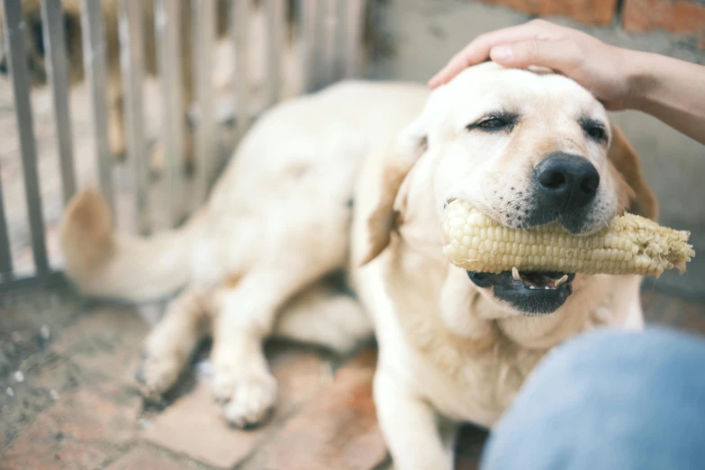 a large white dog holding up a corn on the cob in its mouth