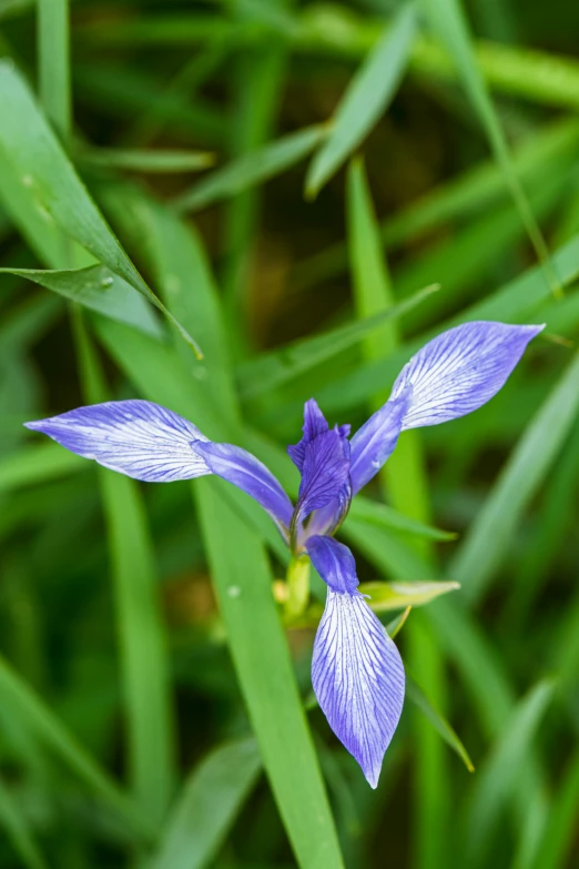 a blue flower growing in a green grass field