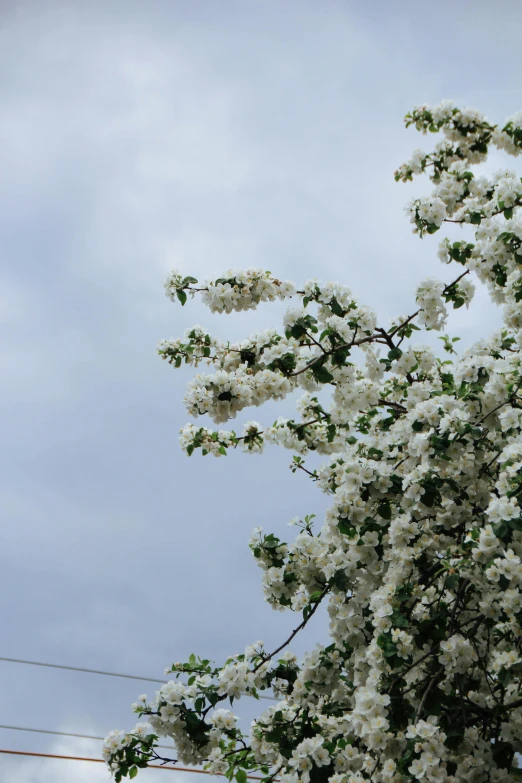 a large flowering tree with white blooms in the air