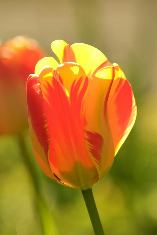 the top half of a yellow and orange tulip with blurry background
