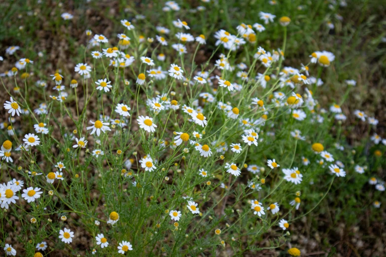 a field of white and yellow daisies in bloom