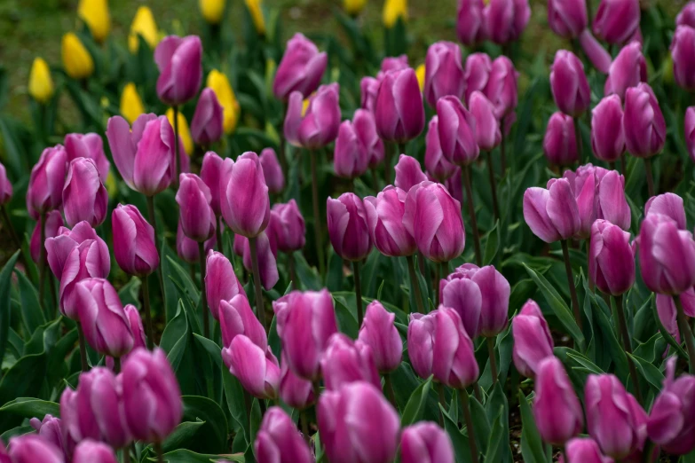 a group of many purple tulips in some grass