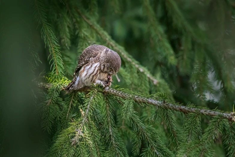 a owl is perched in a pine tree