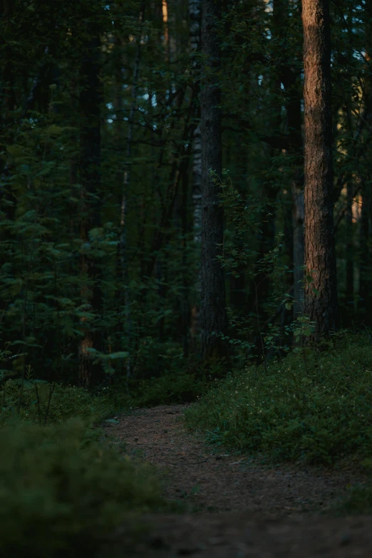 a dirt road in a dense forest filled with trees