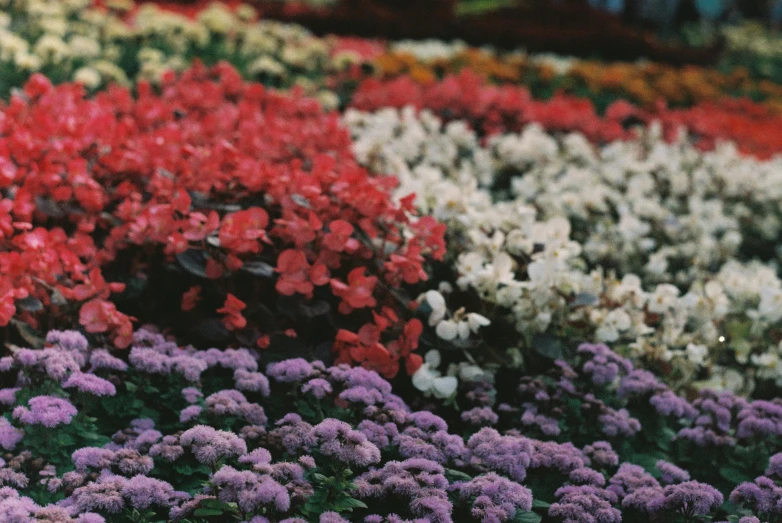 a flower garden has many different colored flowers