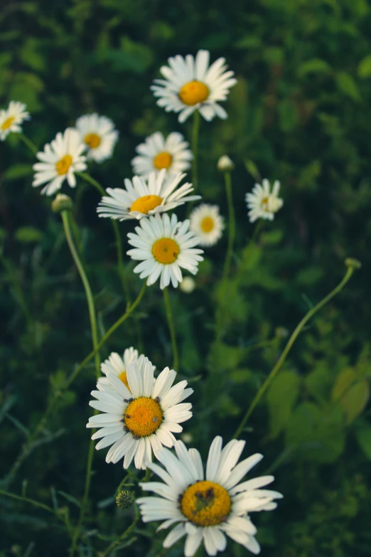 white flowers with yellow center in the field