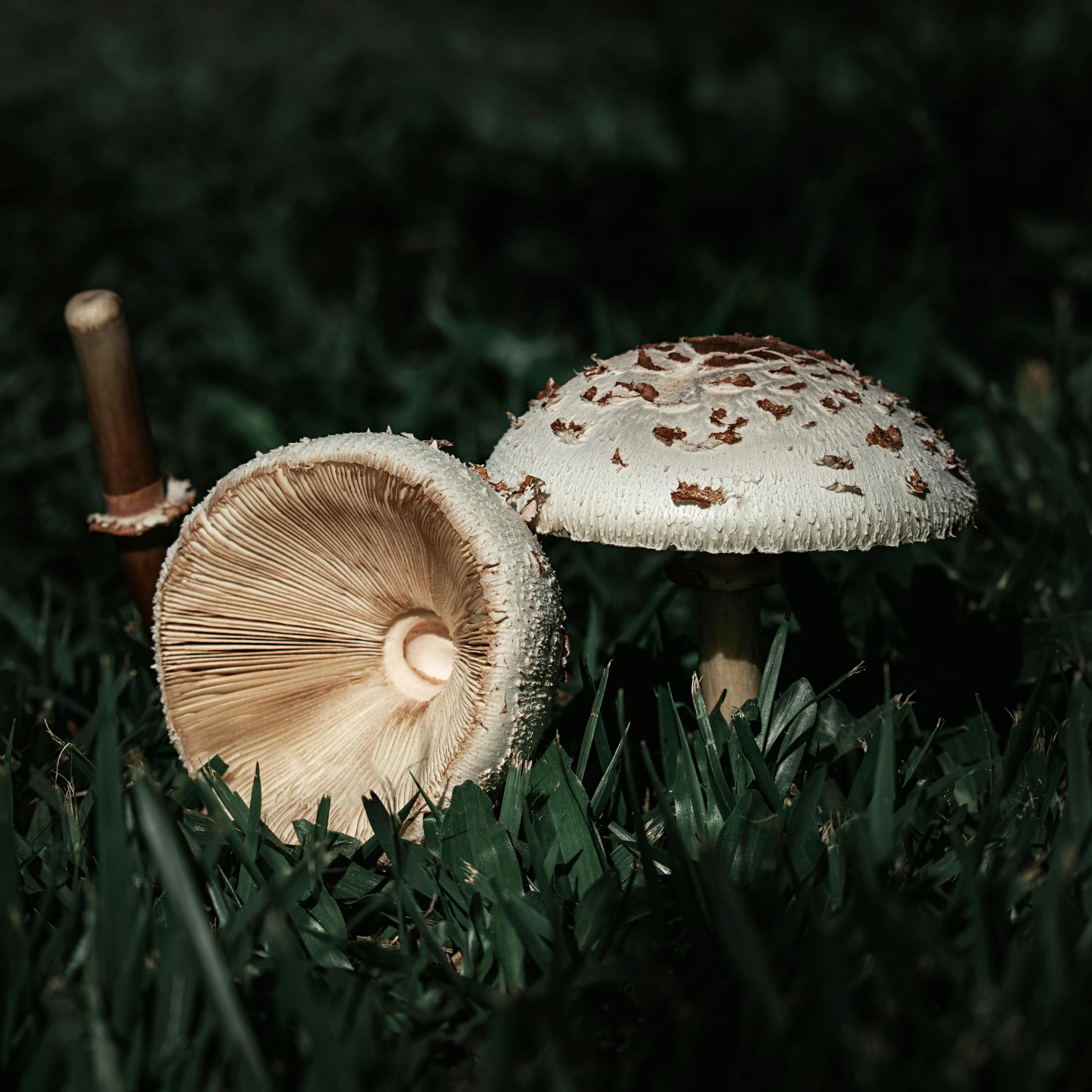 two mushroom caps sitting on top of the grass