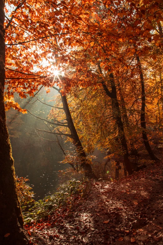 the sun shining through the forest near a path