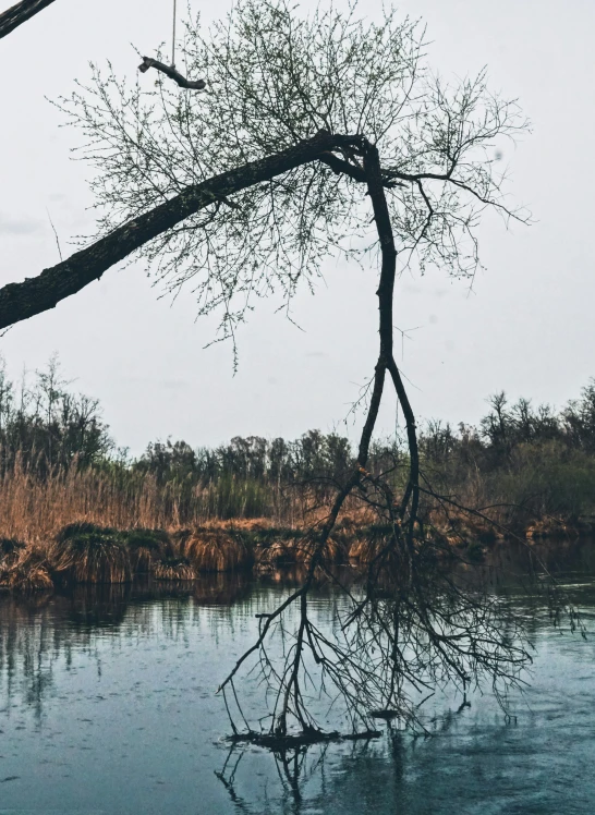 the tree is next to the river with no leaves