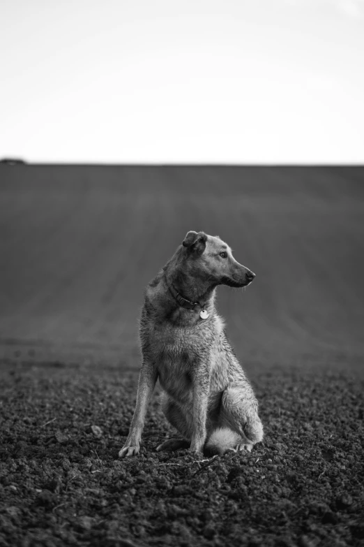 a large brown and black dog in a field