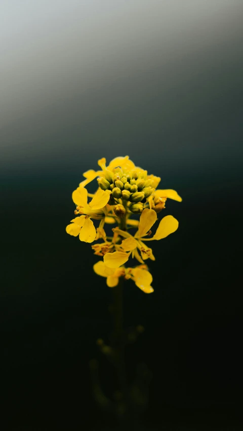 closeup of the center of a small yellow flower