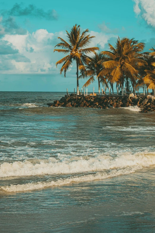 a palm tree lined beach next to the ocean