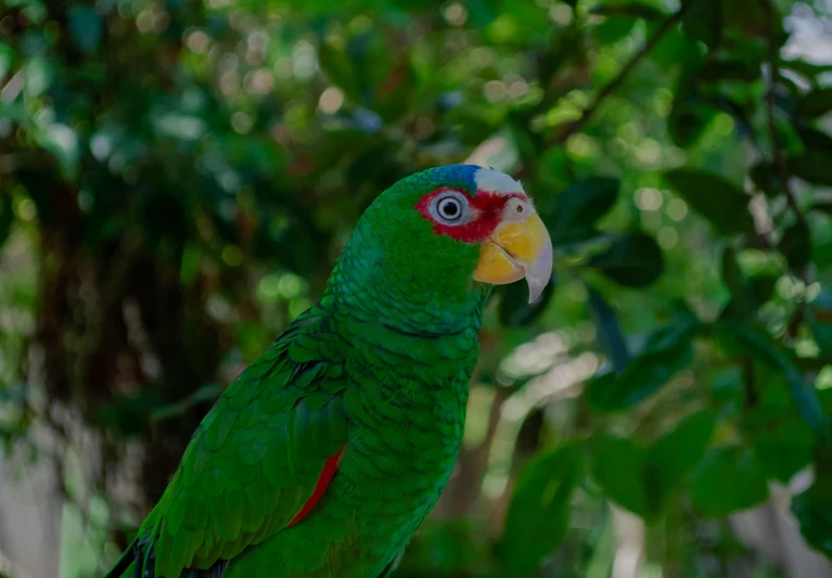 the parrot is perched on the nch with a red head and orange eyes