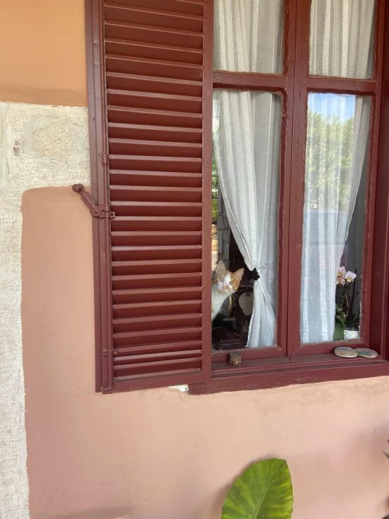 an old style window with a cat looking outside