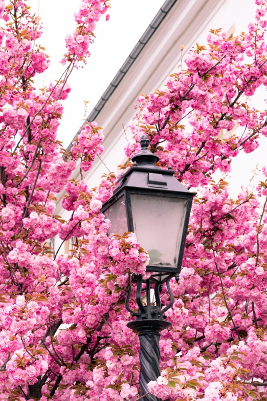 an old fashioned street light next to a large flowering tree