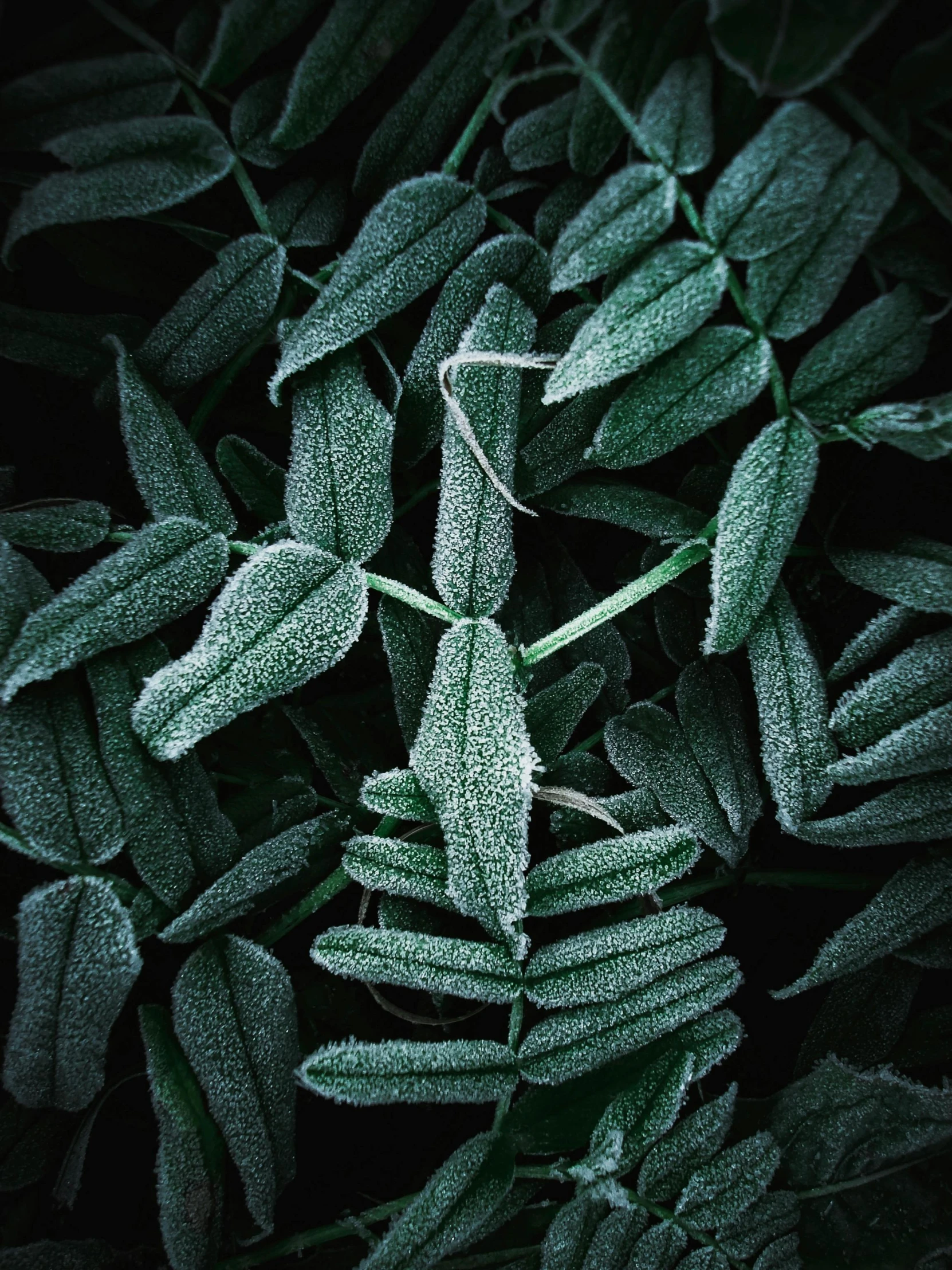 green leaves that have dew droplets on them