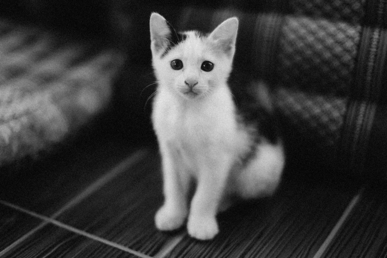 a small white kitten sitting in a doorway