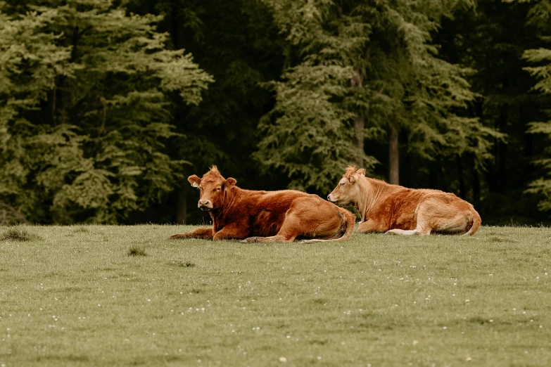 two brown cows laying down in the grass