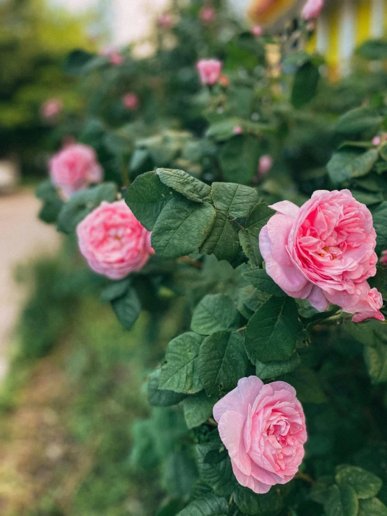 this is a bush with pink roses growing in it