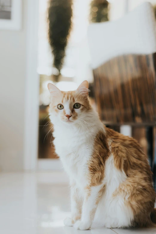 a brown and white cat sitting on the ground