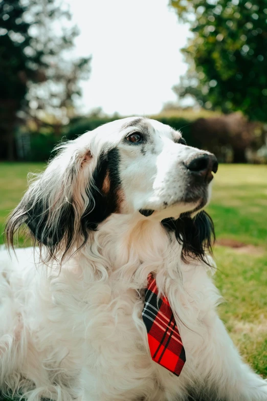 a dog wearing a tie laying in a yard