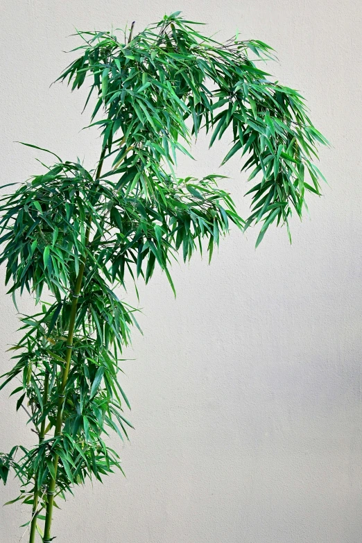 a green plant growing out of a potted bamboo