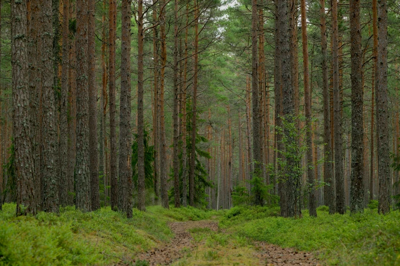 a dirt road in the middle of a forest