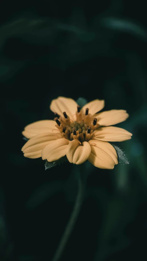 an up close picture of a flower in the dark