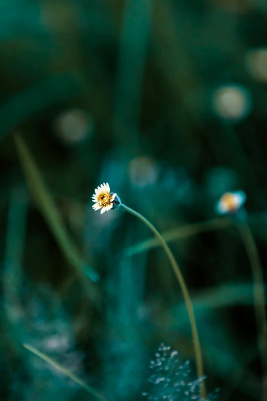 a small flower is standing near some long grass