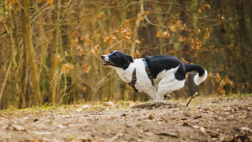 a dog running and playing on a path