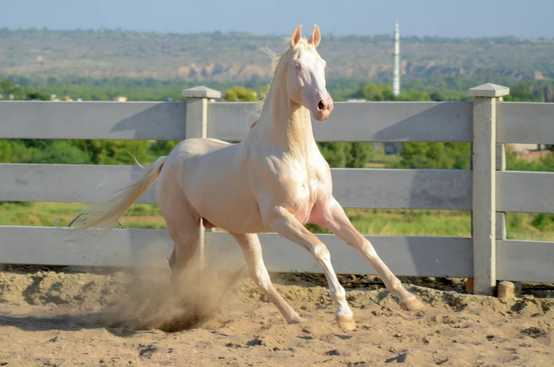 white horse galloping on dirt in front of a fence