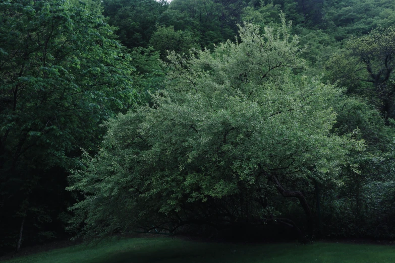 some trees that are in a field near one another