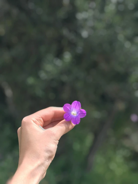 a hand holding a small purple flower in front of trees