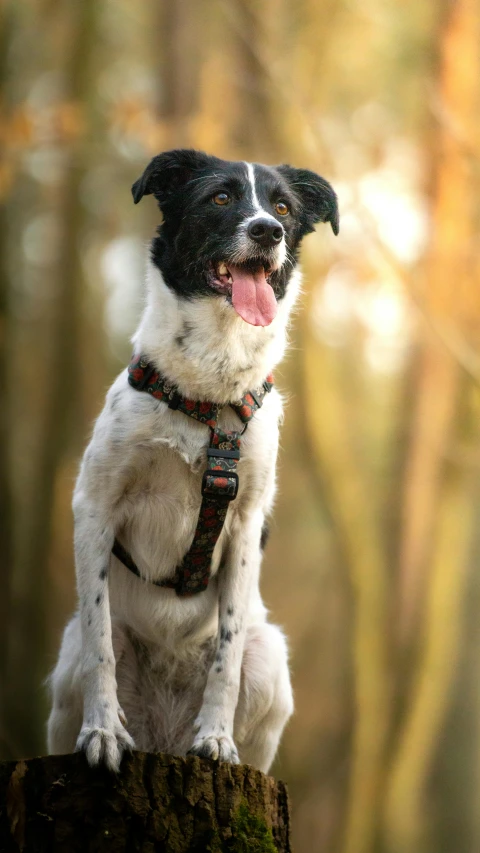 a dog with a harness on is sitting on top of a log