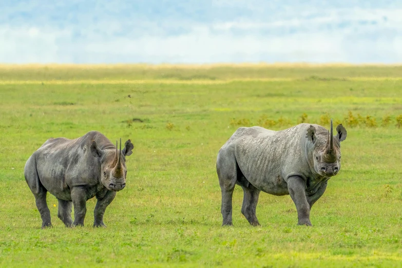 an elephant and her calf are on the plain