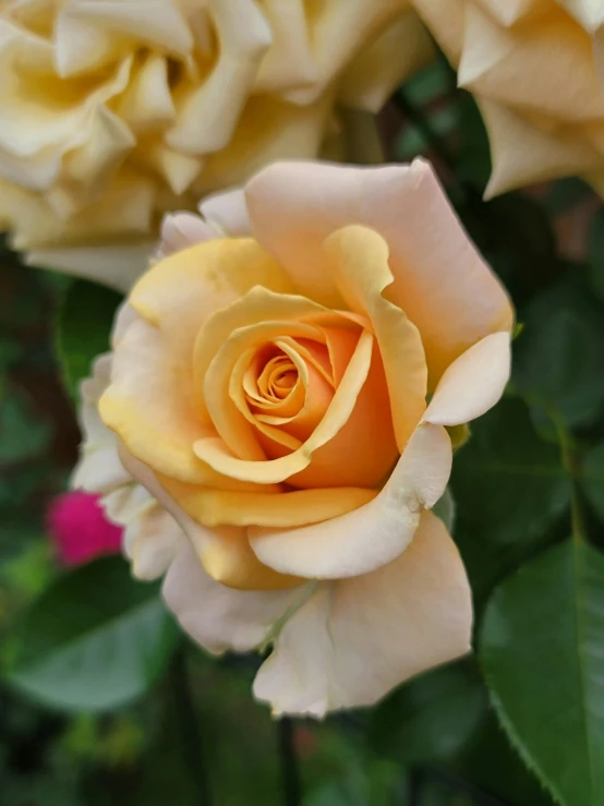 a yellow rose in bloom next to another rose