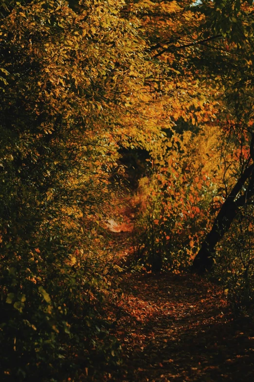 an image of a forest with colorful foliage