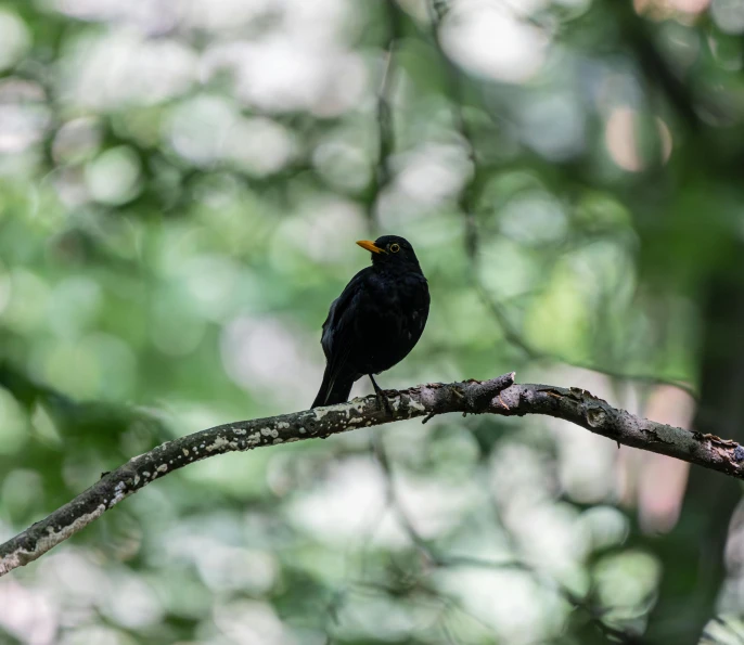 a black bird with an orange beak is sitting on a tree limb
