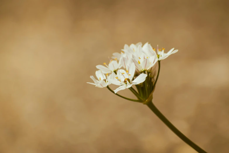 a small white flower is in front of a wall