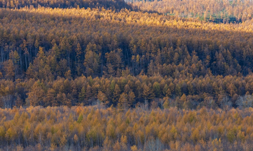 the aerial view of a mountain with some trees