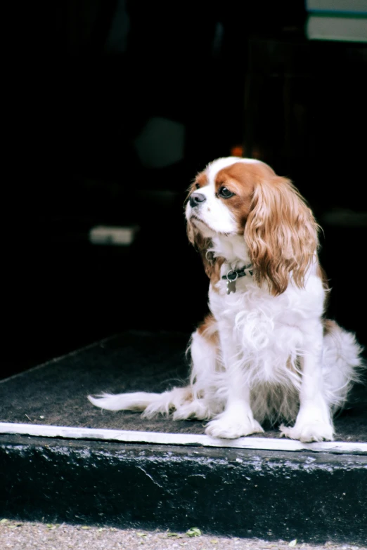 a brown and white dog with black eyes sitting on steps