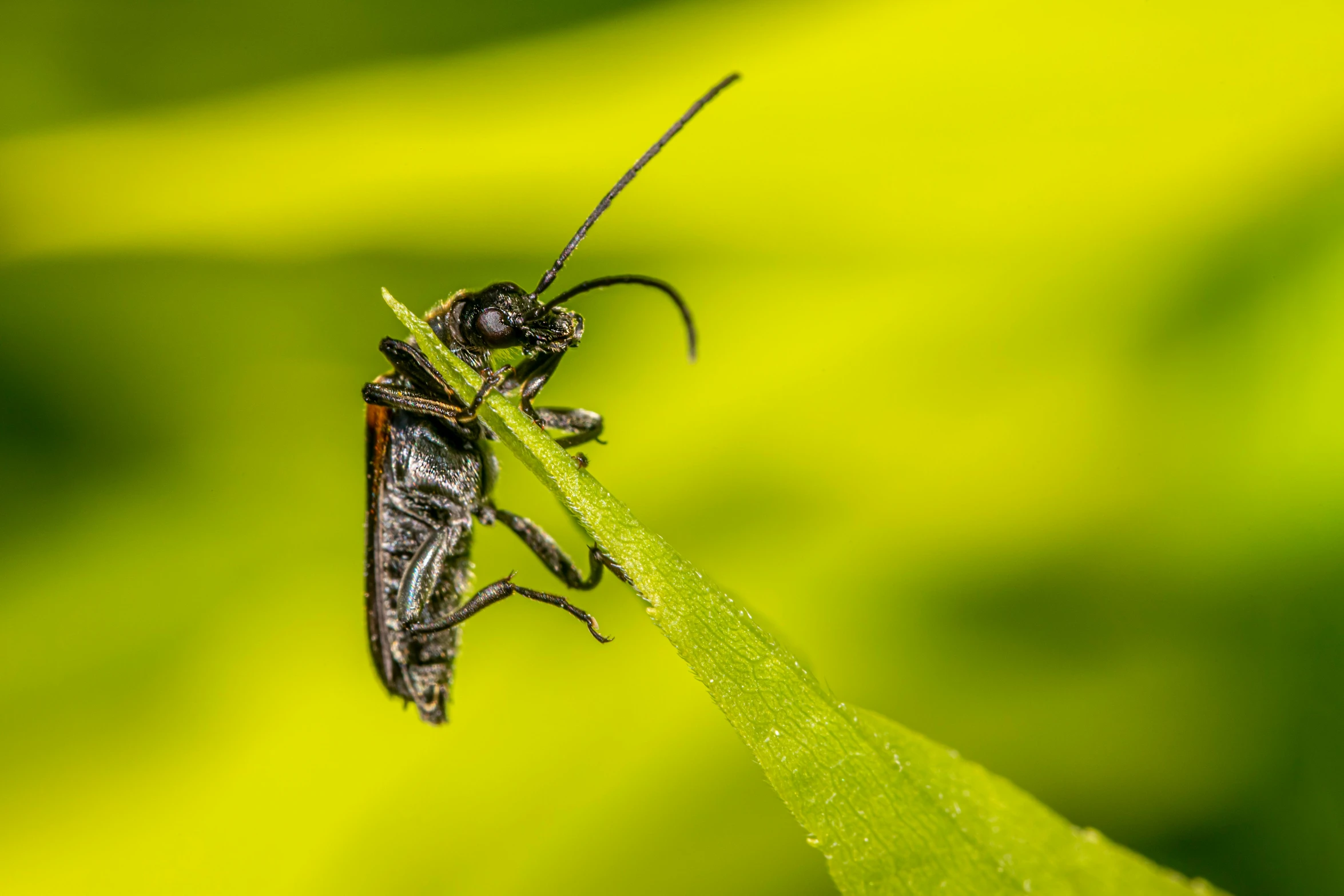 a close - up po of a bug on a green leaf