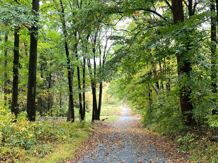 the path through the trees is empty as far as the eye can see