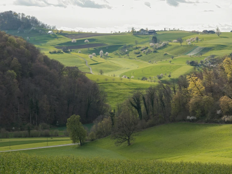 an open field with a bunch of trees on the hillside