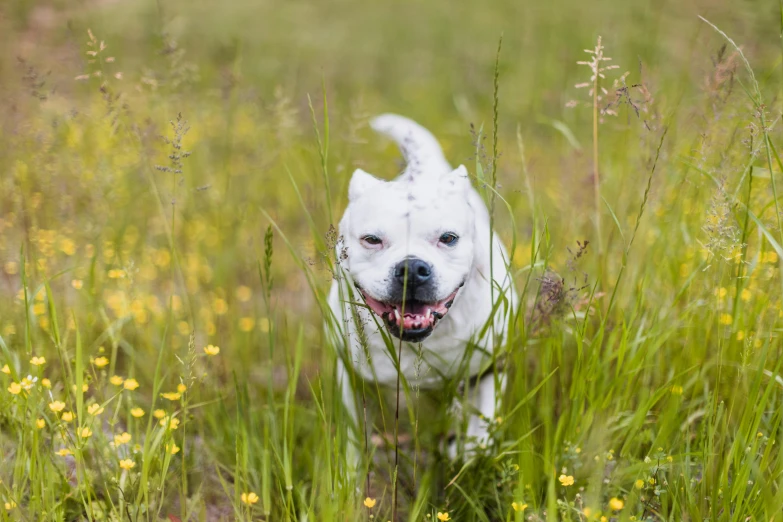 a white dog that is walking through some grass