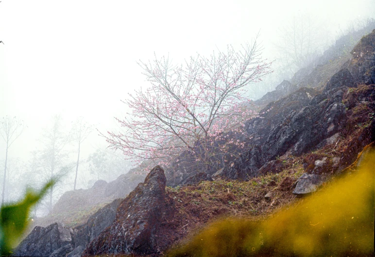 a mountain slope has little tree without leaves