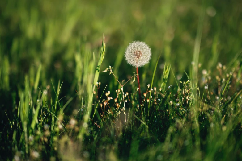 close up of a dandelion in a field of green grass