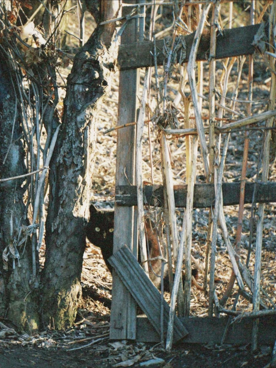 a black bear looking down at the ground